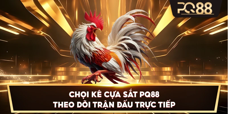 Chọi Kê Cựa Sắt PQ88 theo dõi trận đấu trực tiếp