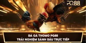 Đá Gà Thomo PQ88 – Trải nghiệm sảnh đấu trực tiếp