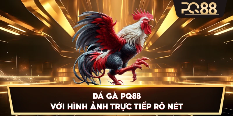 Đá Gà PQ88 với hình ảnh trực tiếp rõ nét